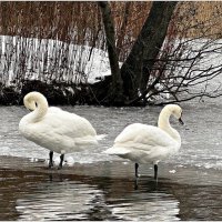 Лебеди у пруда.. :: Валерия Комова