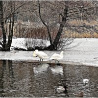 В зимнем парке. :: Валерия Комова