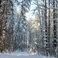 в заснеженном лесу :: Владимир 