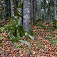 Адыгея.Горы.Лес. :: ирина )))