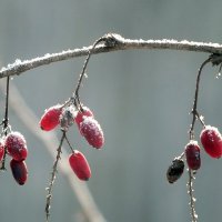 ** :: Зоя Мишина