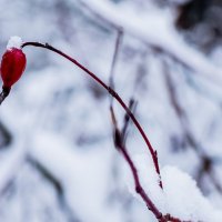 *** :: Андрей Андрианов