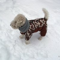 Шерри :: Freddy 97