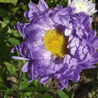 Астра :: Freddy 97