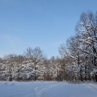 Неба синь льёт февраль, поворот на весну! :: Люба 