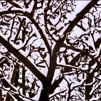 Южная зима - 27 :: Алексей Кузнецов