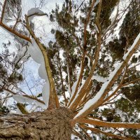 Под шатром сосны… :: Любовь 