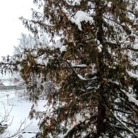 Все в снежном убранстве :: Юлия Денискина