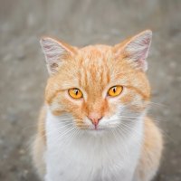 Рыжуля :: Дарья Шуклина