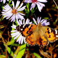 опять про бабочек...417 :: Александр Прокудин