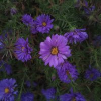 Астра :: Сапсан 