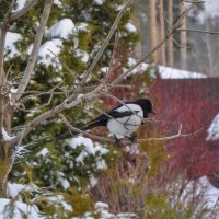 Прилетела подкормиться :: Татьяна Машошина