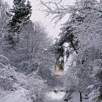 Снежная алея :: Сергей Кочнев