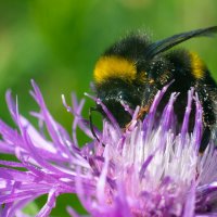 Летнее макро. Пчела :: Владимир Лазарев Летнее макро. Пчела :: Владимир Лазарев