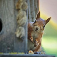 А квартиранты съехали? :: Татьяна Бравая