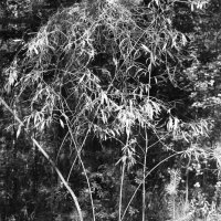 Фотография :: Денис Безногов