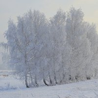 Берёзки :: Татьяна Лютаева
