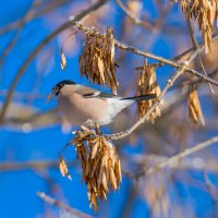 Утренний завтрак. :: Sergey (Apg)