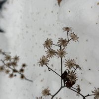 Зима в парке. :: Pippa 