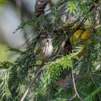 желтоголовый королек. :: юрий макаров