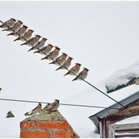 Дружная компания свиристелей. :: Михаил. 