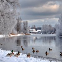 Зимняя безмятежность ... :: Ravile 