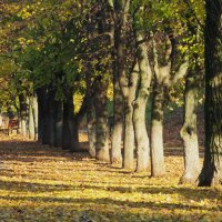 осенняя благодать :: Елена Шаламова