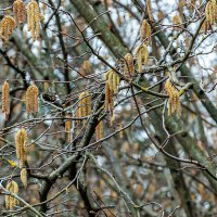 Сережки лещины :: Варвара 