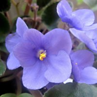 Фиалка :: Елена Семигина Фиалка :: Елена Семигина