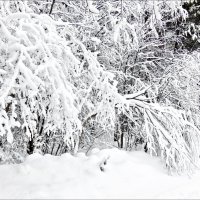 После снегопада :: Валентина *