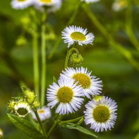 весна не за горами 7 :: Николай 