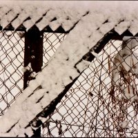 Южная зима - 30 :: Алексей Кузнецов