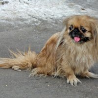 Пекинес :: Светлана 