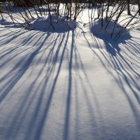 Светотени от кустов на снегу :: Александр Синдерёв
