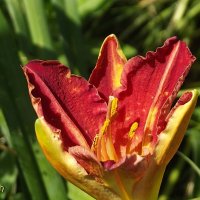 Лилейник :: Freddy 97