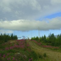 Лето. Лабытнанги. Ямал :: Tata Wolf