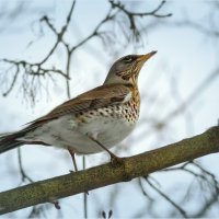 Дрозд - рябинник :: Валентин Котляров