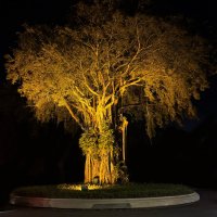 Волшебное дерево Бали :: Андрей Город