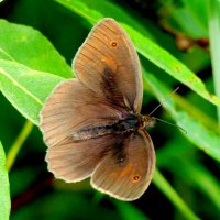 опять про бабочек...422 :: Александр Прокудин