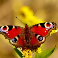 опять про бабочек...425 :: Александр Прокудин