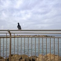 Израиль * Хайфа* Бат Галим.  на багет прилетела и голубка (Голубь) 27.1.2026 :: ujgcvbif 