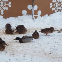 Утиные истории :: Galina Solovova