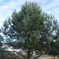 Молодая сосенка :: Елена Сухорученкова