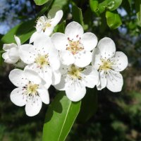 Весна :: Елена Сухорученкова