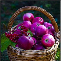 Корзинка с яблоками и калиной. :: Александр Дмитриев