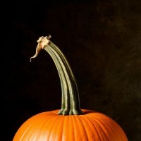 Тыква, прекрасная в своем минимализме :: Георгий Пичугин