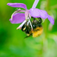 В поисках нектара :: Владимир Лазарев