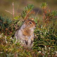 Евражка :: Sergey38 