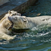 Белый :: SanSan 