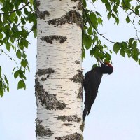 Профилактика прежде всего. :: Михаил Белоусов
